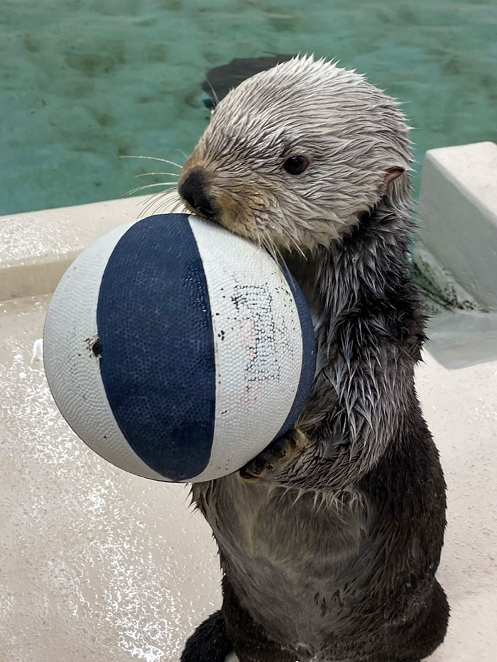 Otter With A Ball