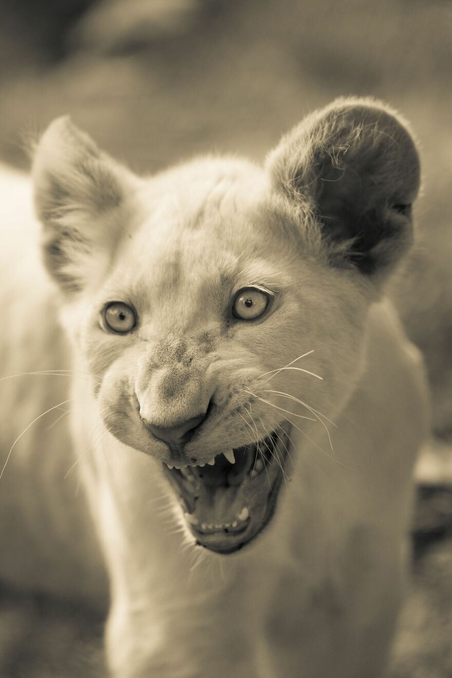 The White Lion Cubs Grew Into Real Little Lions