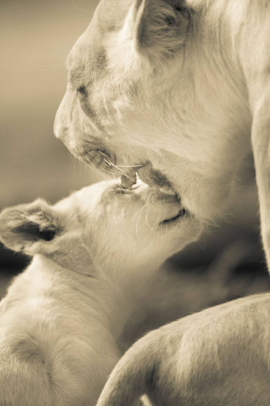 The White Lion Cubs Grew Into Real Little Lions