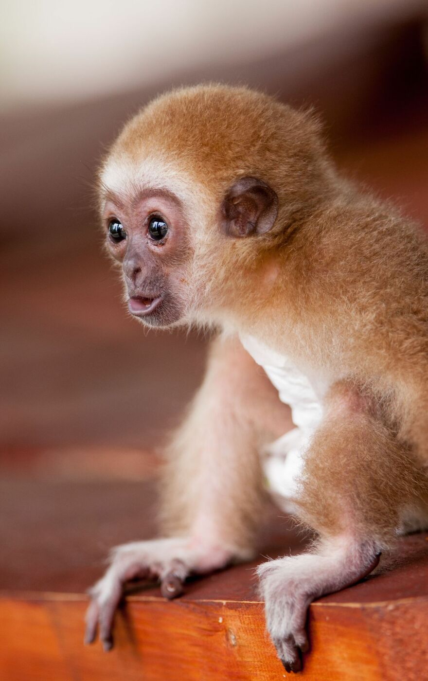 Le bébé Gibbon Delphina vit toujours avec sa mère Zera, gardienne de zoo