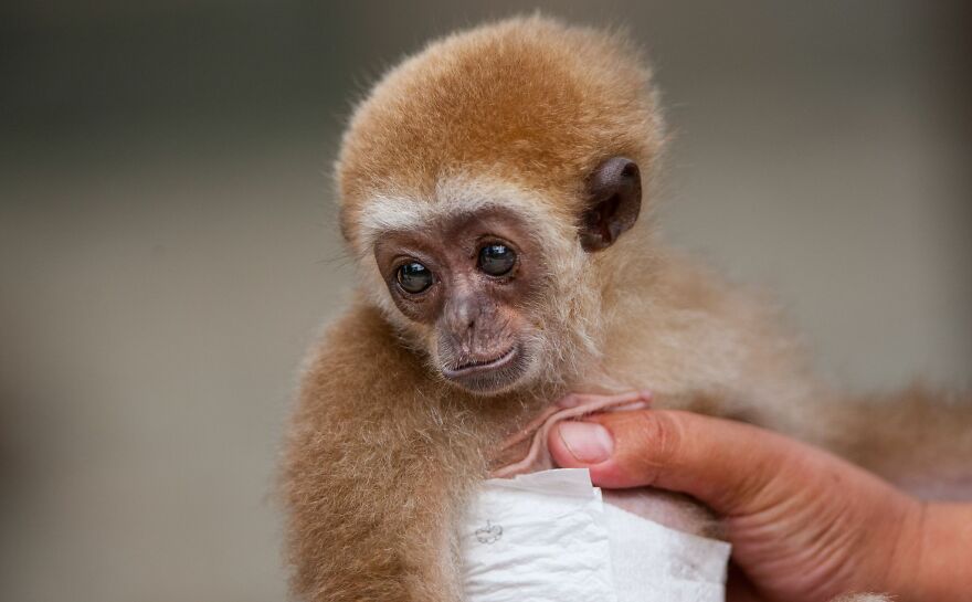 Baby Gibbon Delphina Still Lives With Her Zookeeper Mother Zera