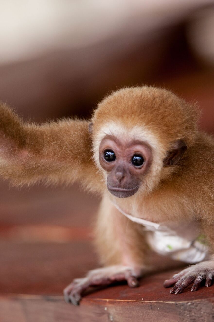 Baby Gibbon Delphina Still Lives With Her Zookeeper Mother Zera