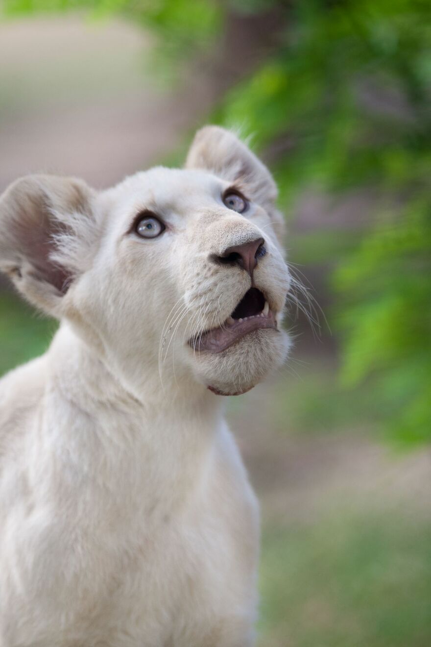 The White Lion Cubs Grew Into Real Little Lions