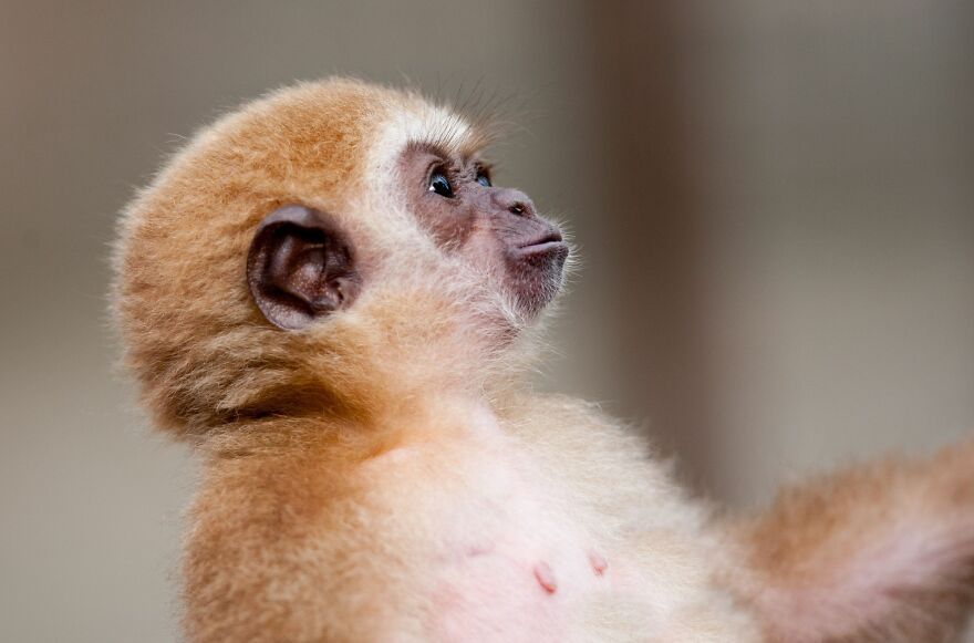 Baby Gibbon Delphina Still Lives With Her Zookeeper Mother Zera