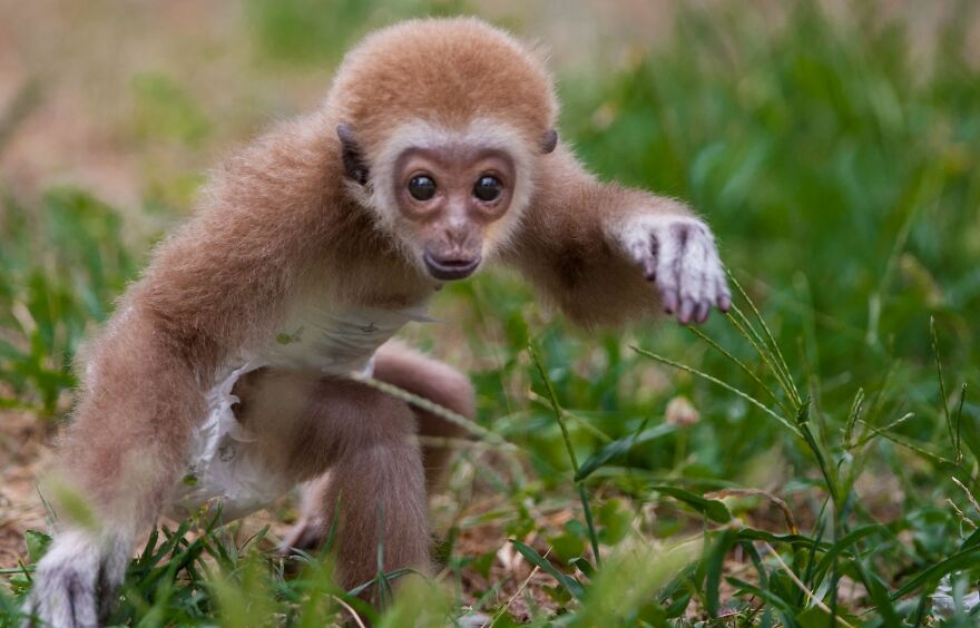 Baby Gibbon Delphina Still Lives With Her Zookeeper Mother Zera