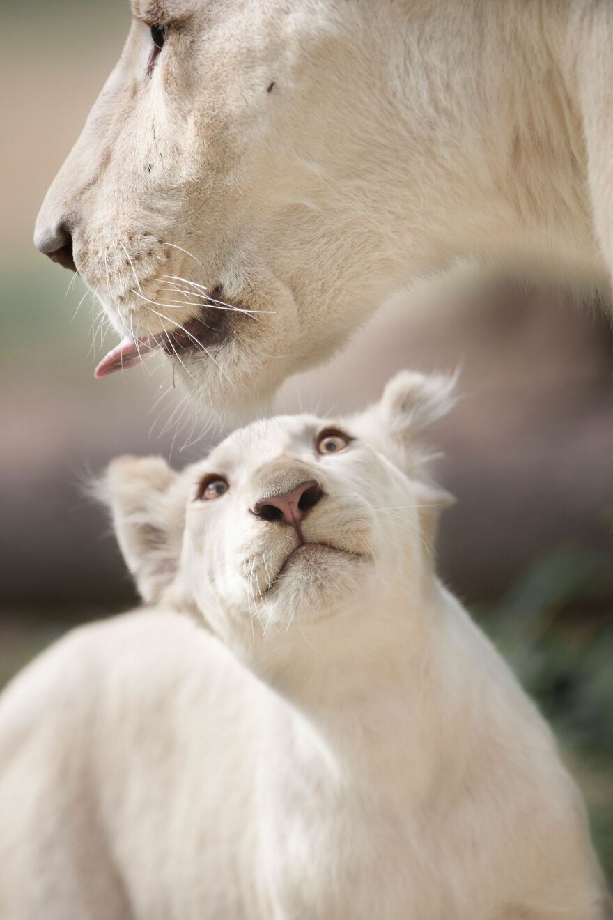 The White Lion Cubs Grew Into Real Little Lions