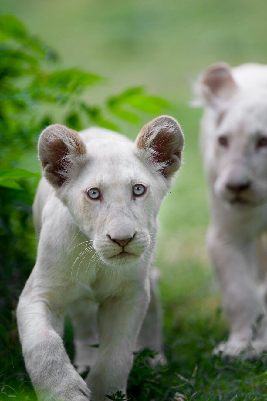 The White Lion Cubs Grew Into Real Little Lions