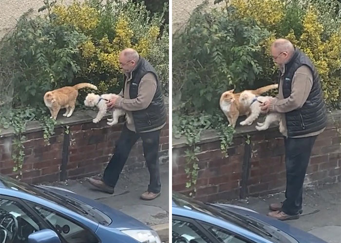Woman Captures A Heartwarming Moment Of Man Helping His Dog Befriend The Neighborhood Cat
