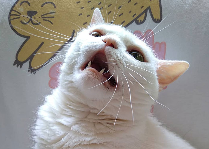 Sassiest Dwarf Kitten Comes Into Woman's Home, Steals Her Heart And Becomes Internet Sensation Sassiest Dwarf Kitten Comes Into Woman's Home, Steals Her Heart And Becomes Internet Sensation