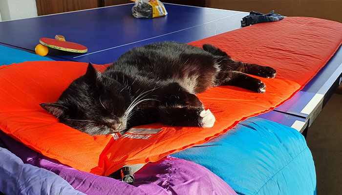 Cheeky Seal Breaks Into Family Home, Terrorizes Cat And Chills On Couch, And The Internet Is In Stitches Cheeky Seal Breaks Into Family Home, Terrorizes Cat And Chills On Couch, And The Internet Is In Stitches