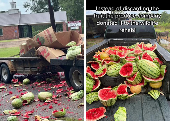Animals At Wildlife Rescue Rejoice As Dozens Of Squashed Watermelons Are Donated After Accident