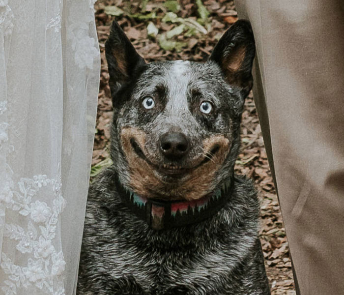 Dog Goes Viral For Photobombing Its Owners’ Wedding Picture, Others Share Their Own Pics Dog Goes Viral For Photobombing Its Owners’ Wedding Picture, Others Share Their Own Pics