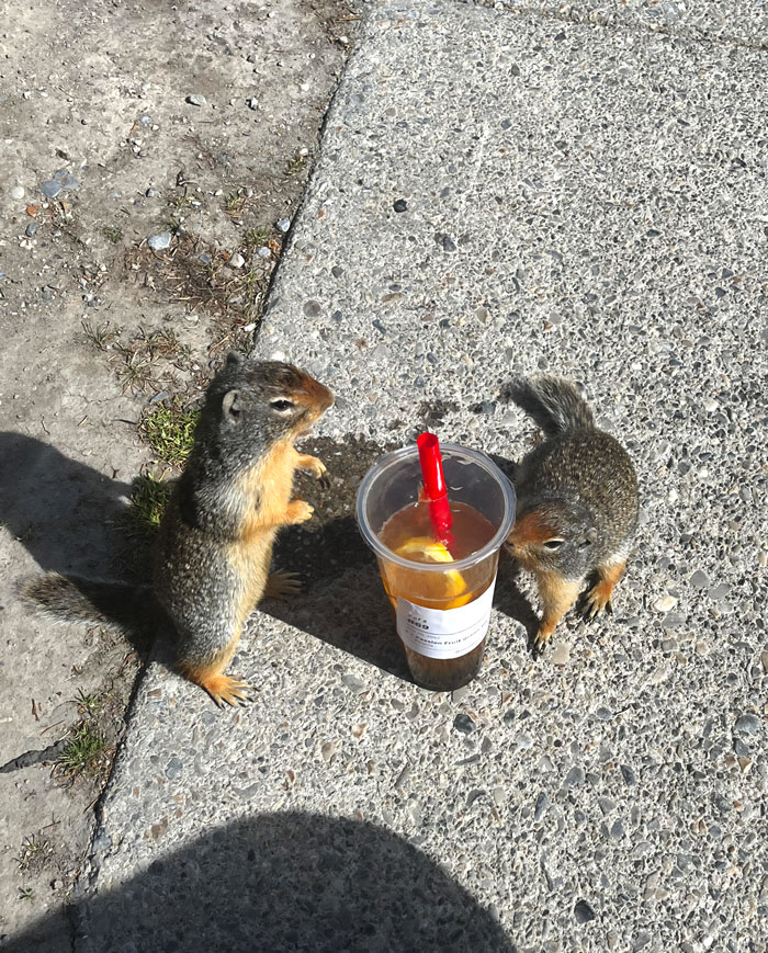 Squirrels Drinking My Boba Tea