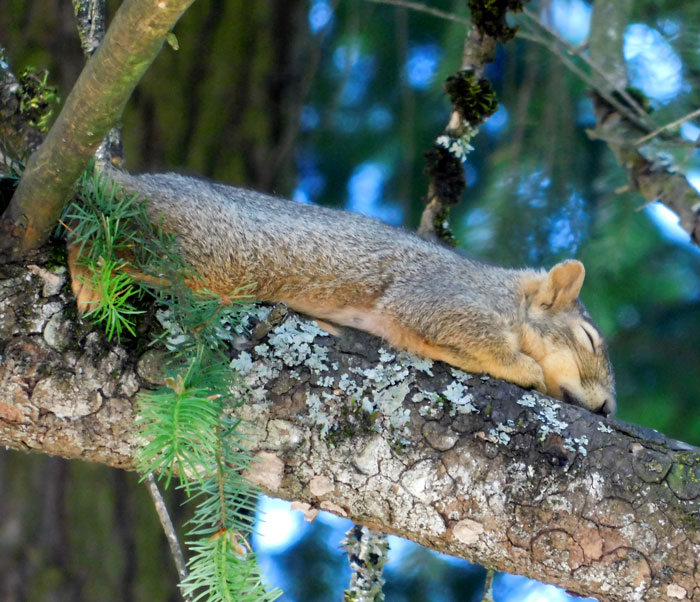Fox Squirrel, Portland