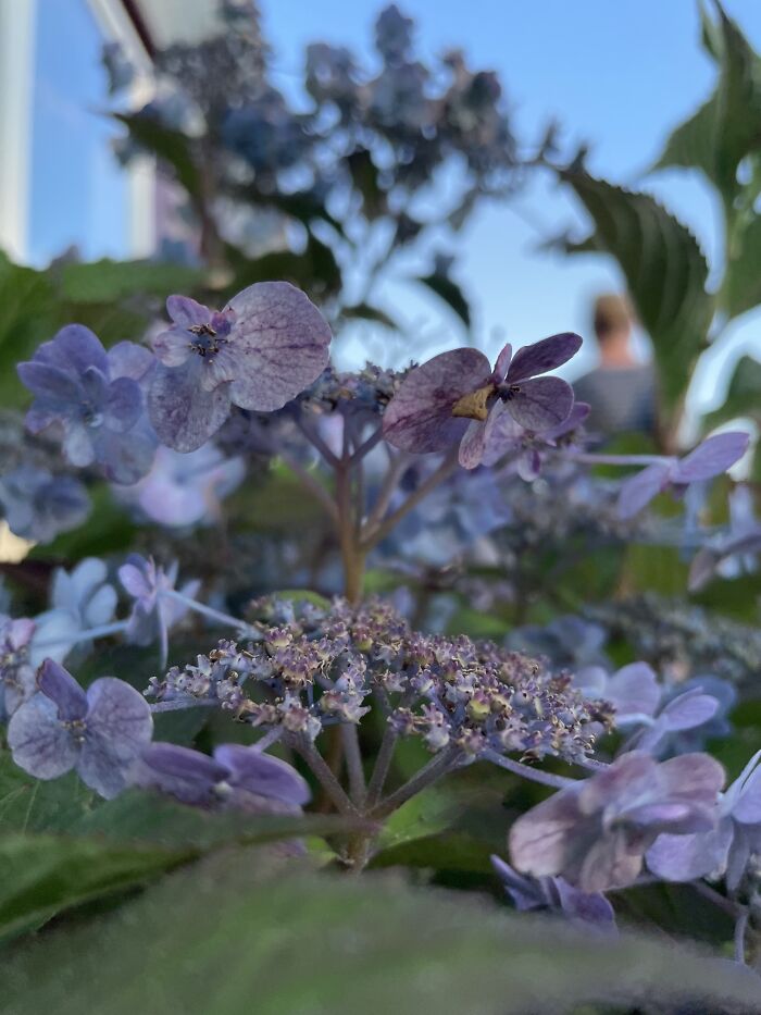 Recently Took This Picture Of Some Flowers