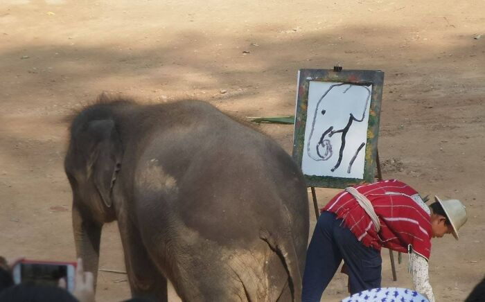 A Very Special Elephant Who Painted A Siloette At Maesa Elephant Sanctuary In Chiang Mai Thailand 🐘
