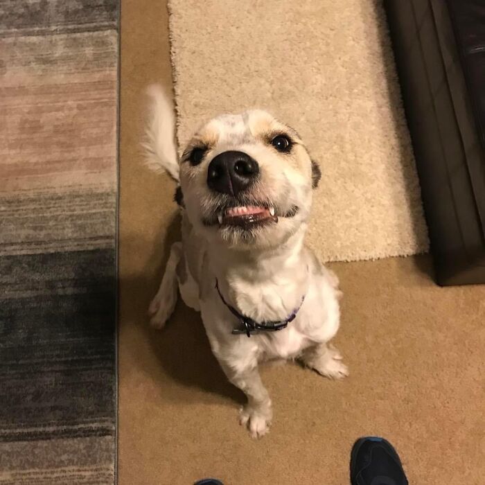 This Is Pete. He Was Wondering What Food You Have In Your Hand. 13/10