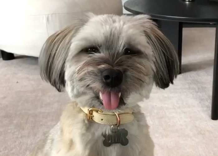 Video Of Introverted Dogs Meeting Up Has Melted Hearts All Over The Internet And Made People Say “Relatable!” Video Of Introverted Dogs Meeting Up Has Melted Hearts All Over The Internet And Made People Say “Relatable!”