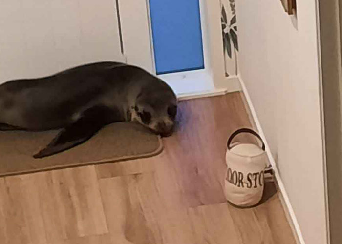Cheeky Seal Breaks Into Family Home, Terrorizes Cat And Chills On Couch, And The Internet Is In Stitches Cheeky Seal Breaks Into Family Home, Terrorizes Cat And Chills On Couch, And The Internet Is In Stitches