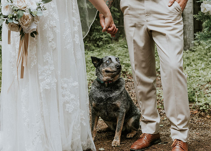 Dog Goes Viral For Photobombing Its Owners’ Wedding Picture, Others Share Their Own Pics Dog Goes Viral For Photobombing Its Owners’ Wedding Picture, Others Share Their Own Pics