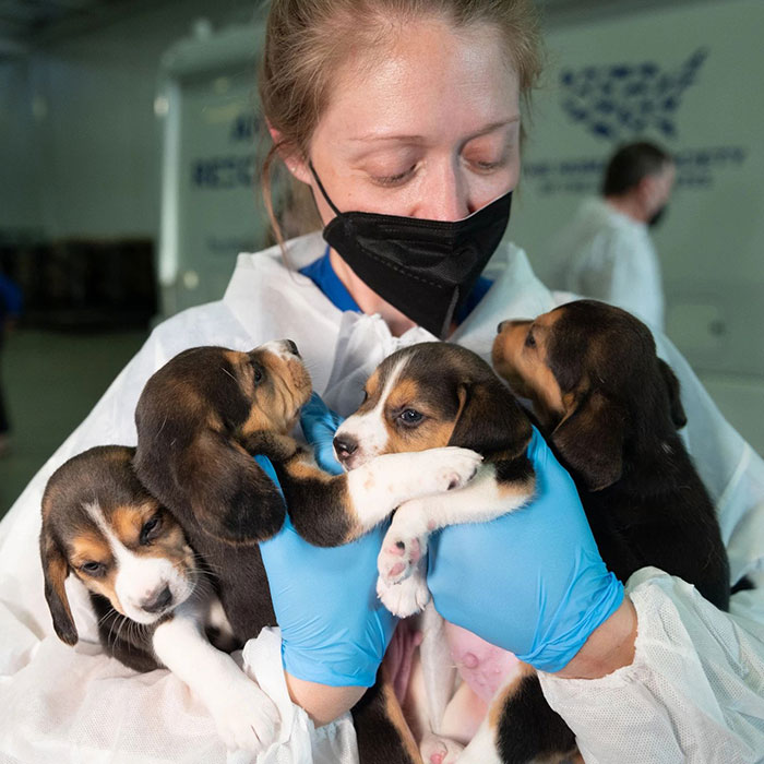 “They Don’t Know What Grass Is”: Over 4000 Beagles Got Rescued From A Medical Facility, And Now They Are In Dire Need Of New Homes