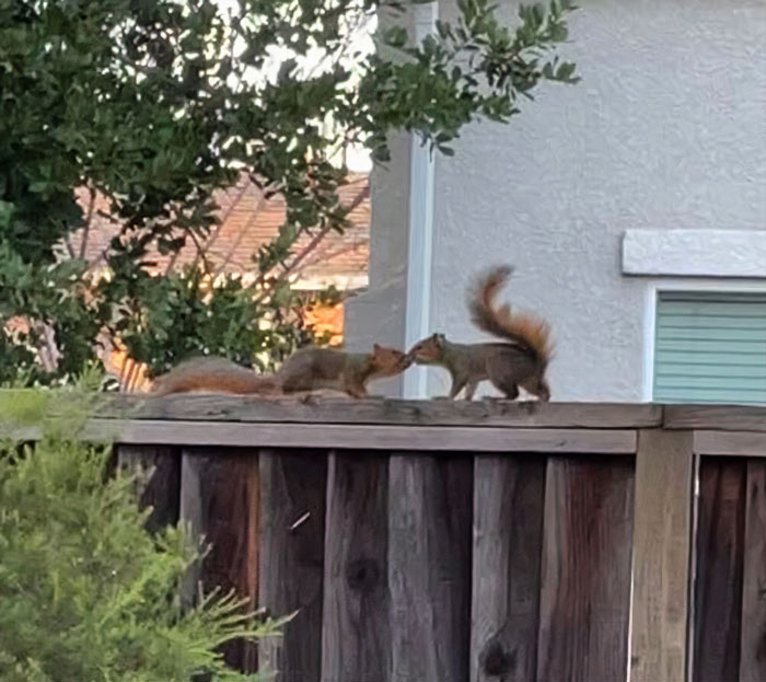 Squirrel Kiss