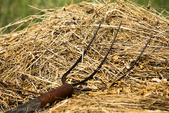 Sitting On A Pitchfork Hidden Within A Haystack