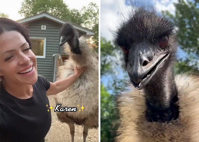 Millions Of People Can’t Get Enough Of The ‘Useless Farm’s’ Animals, Especially An Emu Named Karen, Who’s Out For Blood