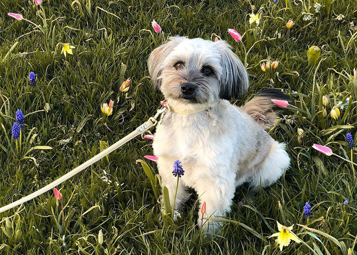 Video Of Introverted Dogs Meeting Up Has Melted Hearts All Over The Internet And Made People Say “Relatable!” Video Of Introverted Dogs Meeting Up Has Melted Hearts All Over The Internet And Made People Say “Relatable!”