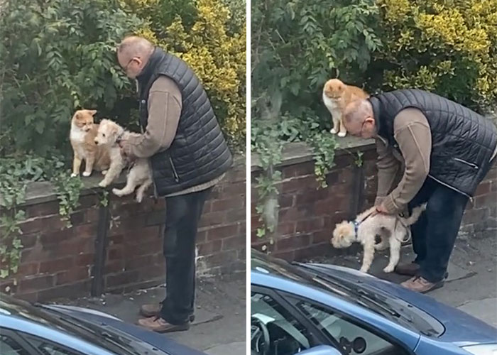 Video Of A Man Introducing His Dog To Neighborhood Cat Goes Viral With 7.7M Views