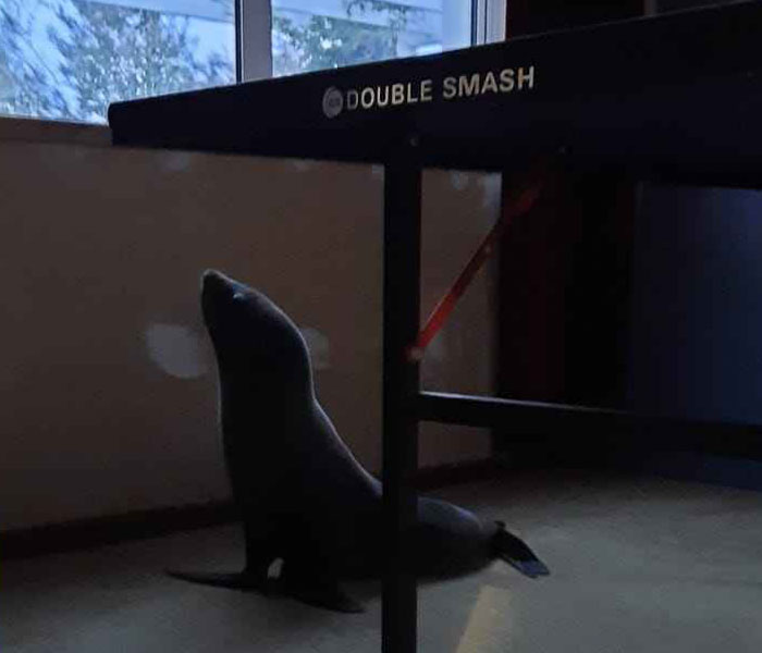 Cheeky Seal Breaks Into Family Home, Terrorizes Cat And Chills On Couch, And The Internet Is In Stitches Cheeky Seal Breaks Into Family Home, Terrorizes Cat And Chills On Couch, And The Internet Is In Stitches
