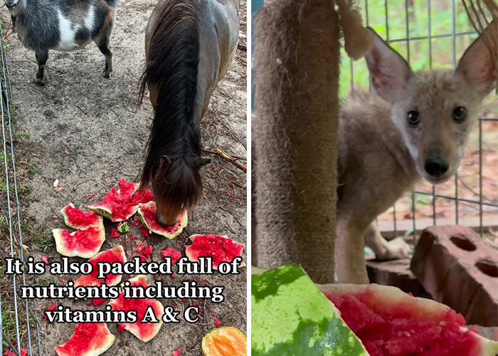 Animals At Wildlife Rescue Rejoice As Dozens Of Squashed Watermelons Are Donated After Accident