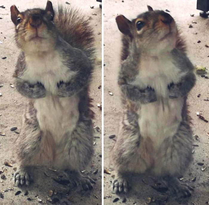 Photo of a squirrel 