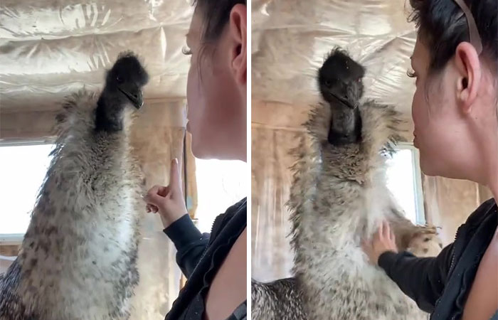 Millions Of People Can’t Get Enough Of The ‘Useless Farm’s’ Animals, Especially An Emu Named Karen, Who’s Out For Blood Millions Of People Can’t Get Enough Of The ‘Useless Farm’s’ Animals, Especially An Emu Named Karen, Who’s Out For Blood