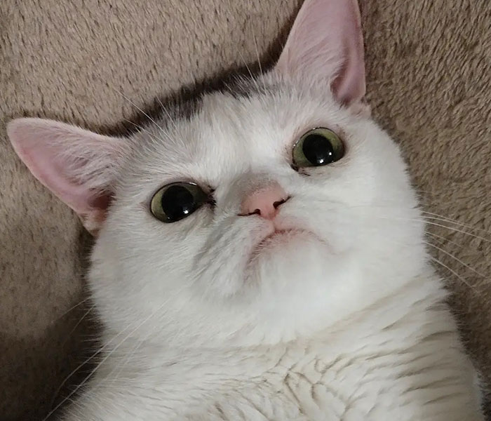 Sassiest Dwarf Kitten Comes Into Woman's Home, Steals Her Heart And Becomes Internet Sensation Sassiest Dwarf Kitten Comes Into Woman's Home, Steals Her Heart And Becomes Internet Sensation