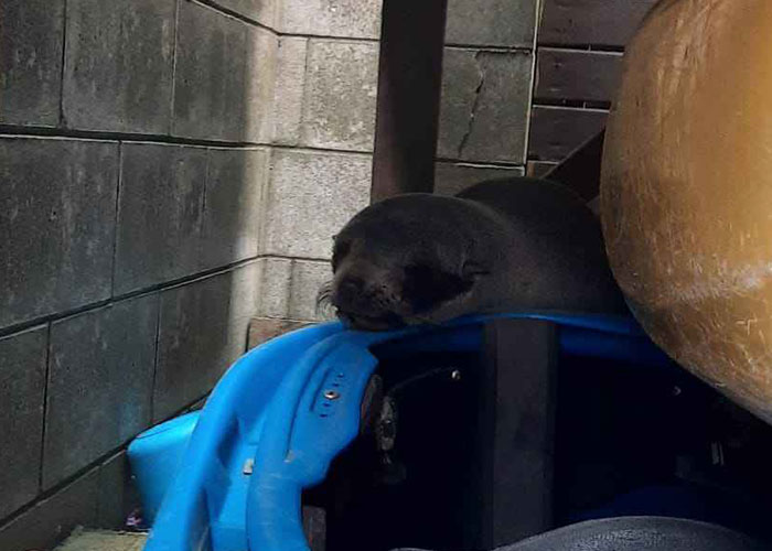 Cheeky Seal Breaks Into Family Home, Terrorizes Cat And Chills On Couch, And The Internet Is In Stitches Cheeky Seal Breaks Into Family Home, Terrorizes Cat And Chills On Couch, And The Internet Is In Stitches