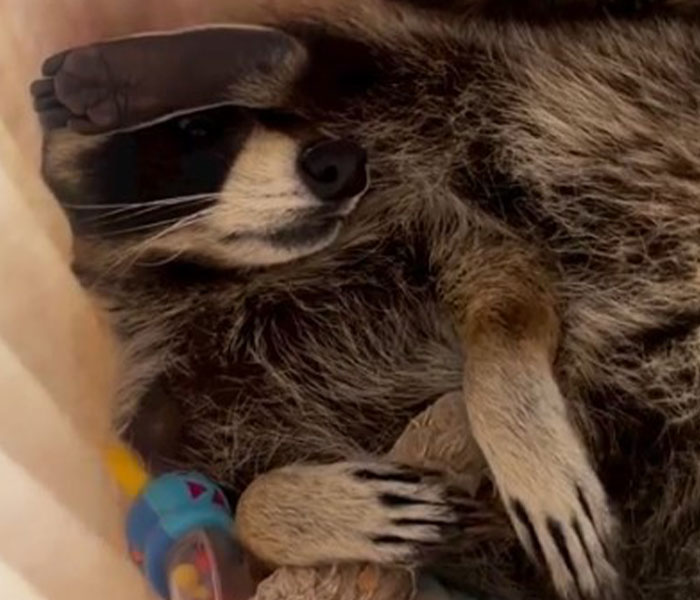 Heartwarming Video Of Raccoon Rushing To Hug A Baby Deer Goes Viral, Melting The Internet’s Heart