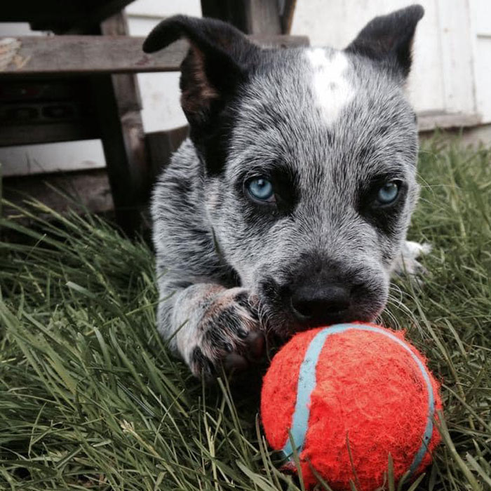 Dog Goes Viral For Photobombing Its Owners’ Wedding Picture, Others Share Their Own Pics Dog Goes Viral For Photobombing Its Owners’ Wedding Picture, Others Share Their Own Pics