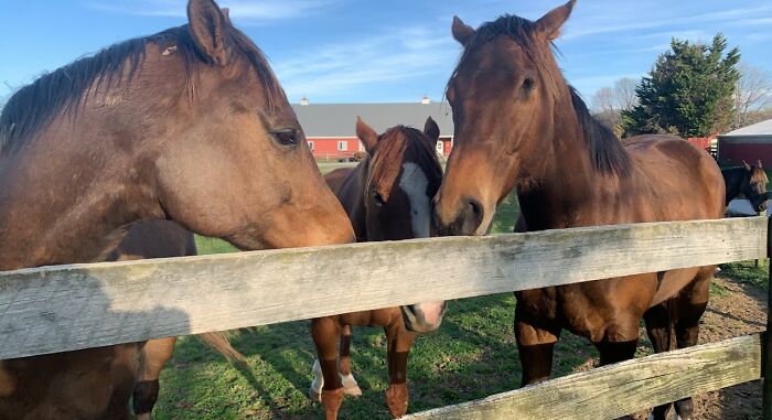 My Big Baby Racehorses ❤️ (The One Missing An Eye Is Named Uno)
