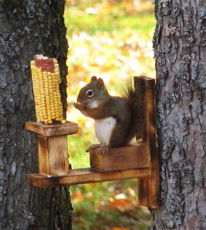 I’m 14 And I Made Table For Squirrel