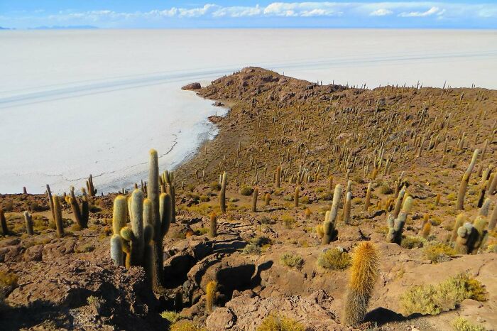 This Is Isla Incahuasi: A Small Rocky Outcropping In The Middle Of The Largest Salt Flat On Earth