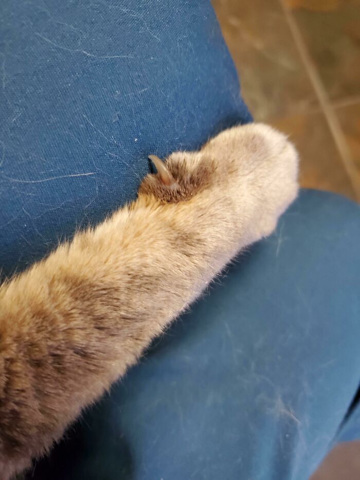 Her Last Murder Mitten. We Lost Her Today After 17 Years. F*ck Cancer