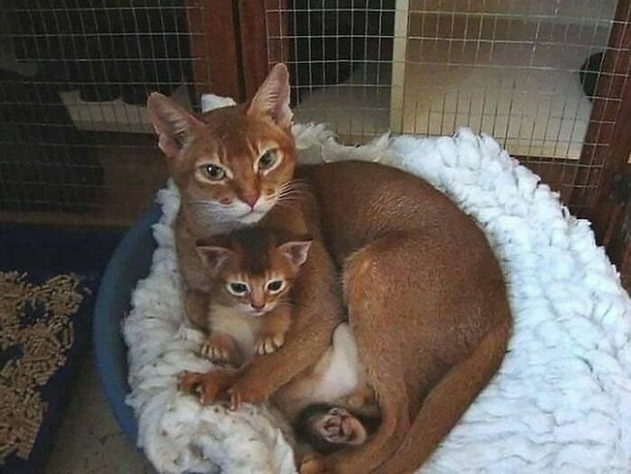 Cuddle Cats