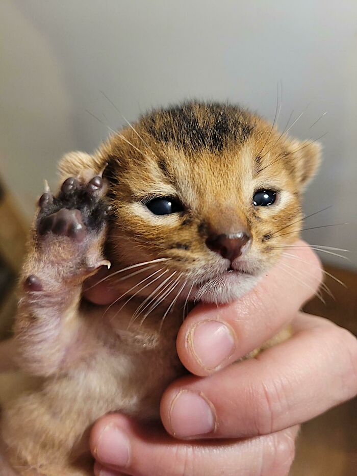 Just Opened His Eyes, But Murder Mittens Ready