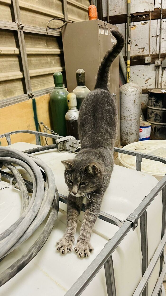 Meet Our Shop Cat Gray. She’s Just Awoken For The Day And Is Getting Her Weapons Ready For A Day Of Hunting