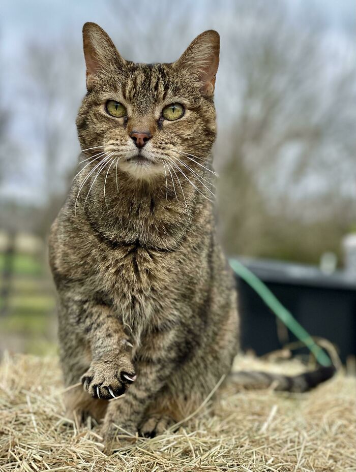 Miss Ozzy Has The Sharpest Claws On The Whole Farm