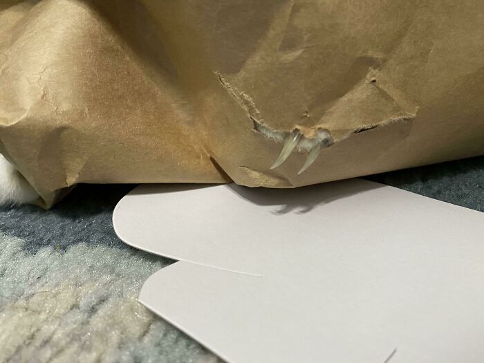 Paper Bag Surprise