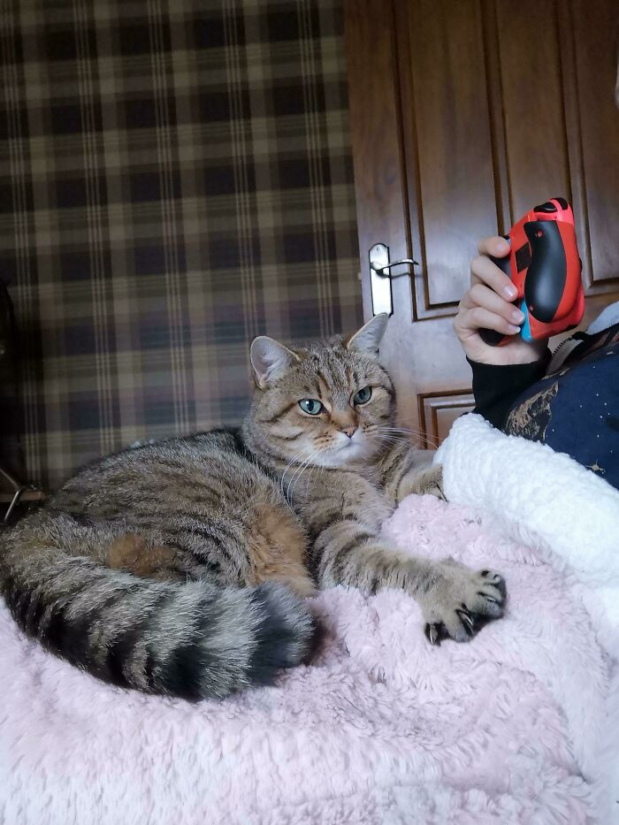 Mimi Loves To Show Her Disapproval Of Me Playing The Switch