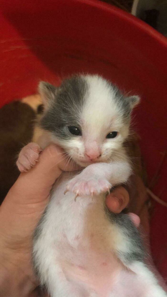 Smol Baby Showing Off His Murder Mittens