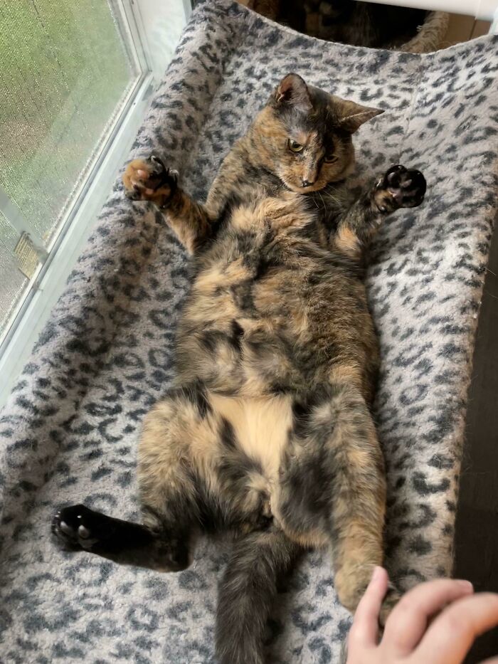 Must Ignore The Murder Mittens To Rub Belly!